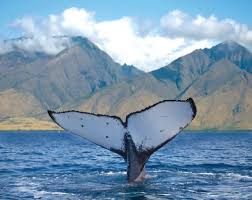 2-16 - Maui whale tail