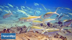 2-16 - snorkling tropical fish