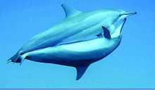 2-20 - dolphin breeding