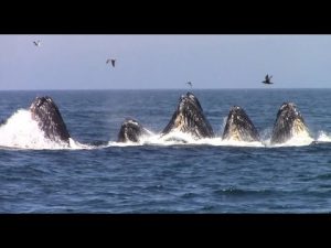 8-20 - group of whales