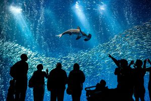 8-7 - Monterey Aquarium